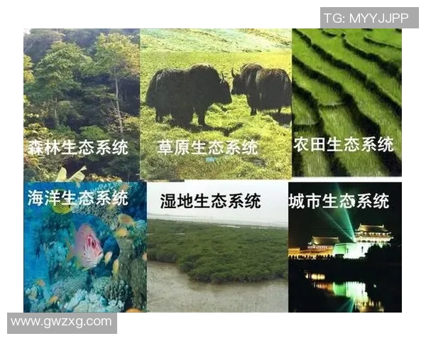 探索PELCrab的独特魅力与生态价值，揭示其在海洋生态系统中的重要角色